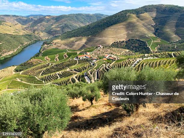 view of douro valley and river with vineyards in summer - douro river bildbanksfoton och bilder