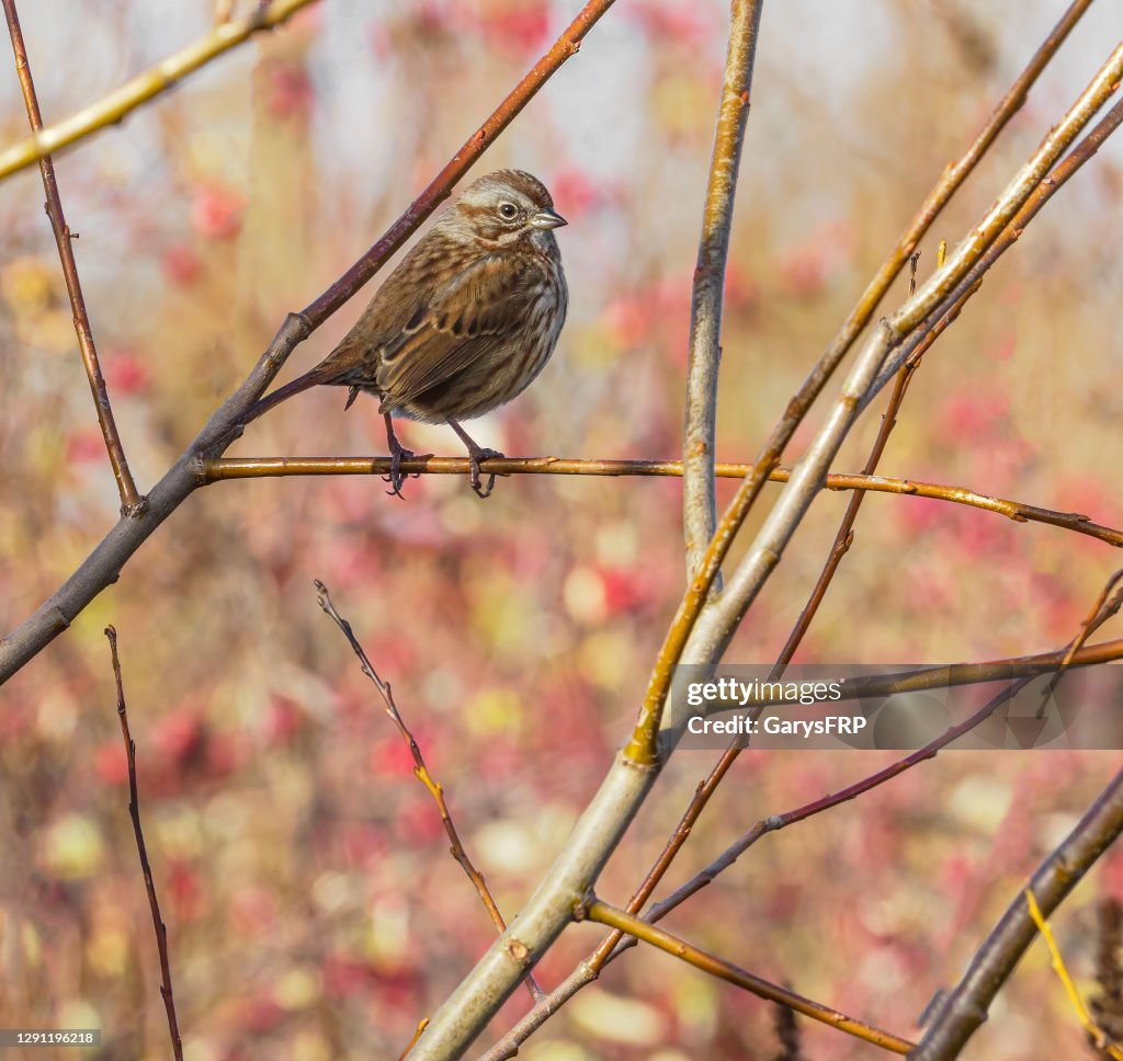Song Sparrow Oregon Wild Bird Perched Tree in Winter