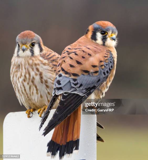 par americano kestrel falcão empoleirado em placa estado de washington - falcon bird - fotografias e filmes do acervo