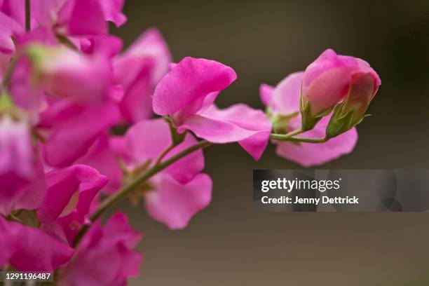 sweet pea flowers - sweetpea stock pictures, royalty-free photos & images