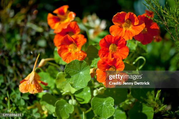 nasturtiums - nasturtium fotografías e imágenes de stock