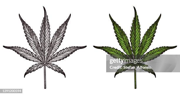 drawing of marijuana leaf - cannabis leaf drawing stock illustrations