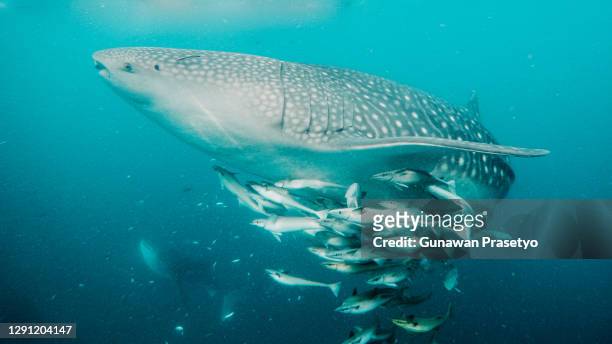 whale sharks forage to the surface - remora fish stock pictures, royalty-free photos & images