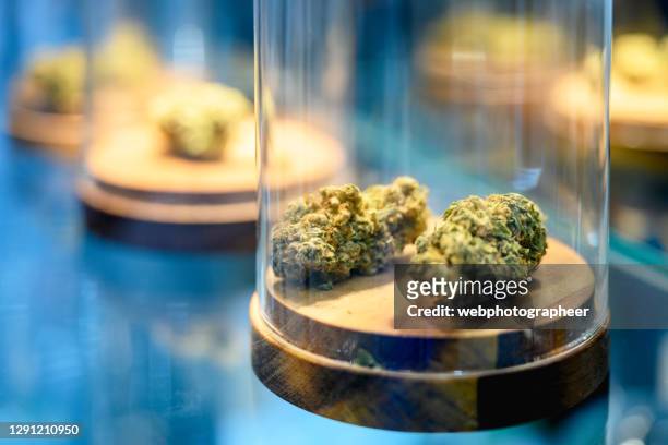 medicinale cannabis - knop plant stage stockfoto's en -beelden