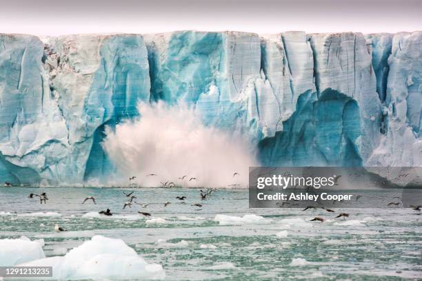 black legged kittiwake (rissa tridactyla) and northern fulmar (fulmarus glacialis) flee from a large calving of ice of the face of a glacier in northern svalbard in the high arctic. - glacier collapsing ストックフォトと画像