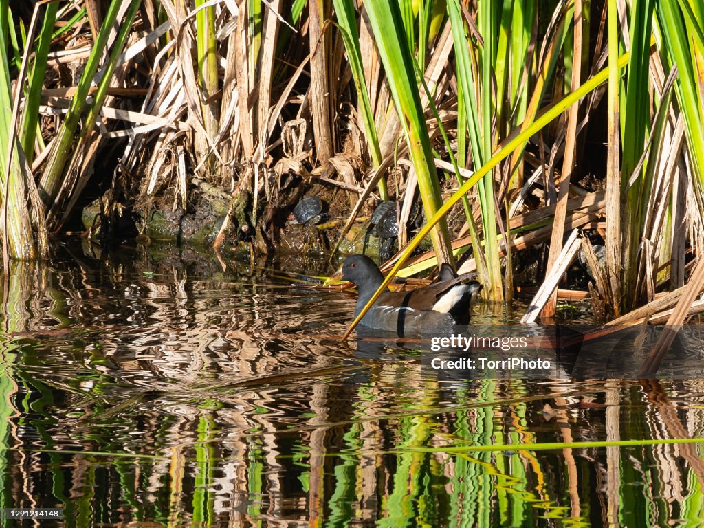 Juvenile moorhen swimming in a lake