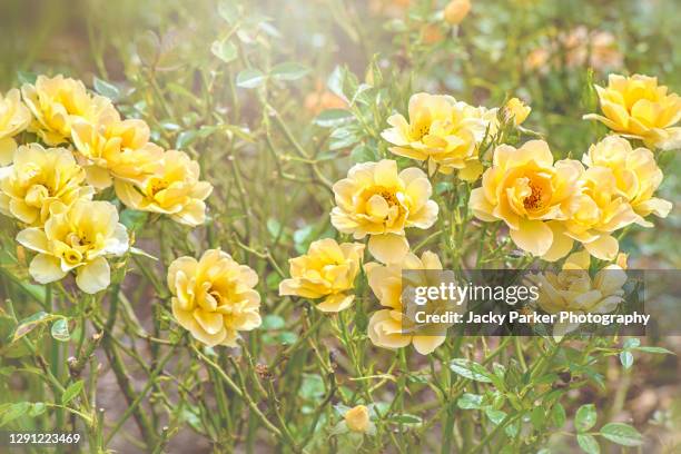beautiful english yellow rosa 'gold spice' summer rose flowers - rose gold ストックフォトと画像