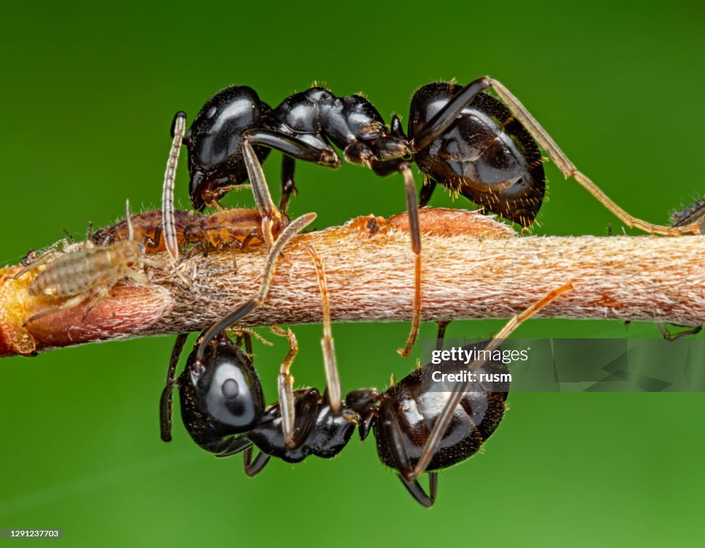 Two ants on tree branch collect honeydew from aphids.