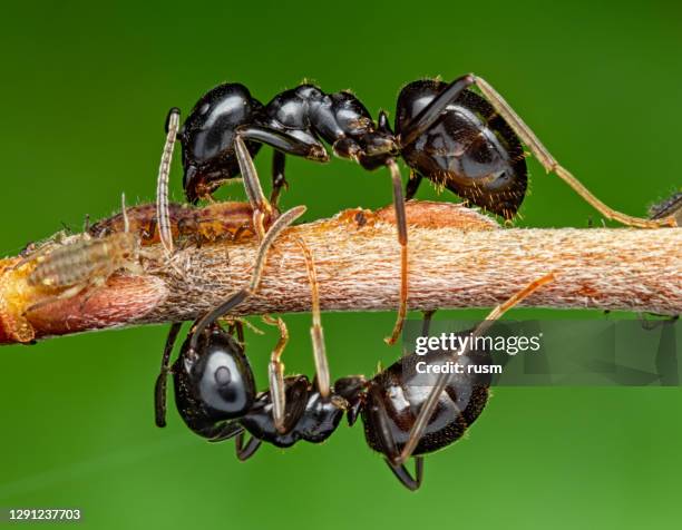 two ants on tree branch collect honeydew from aphids. - honeydew melon stock pictures, royalty-free photos & images