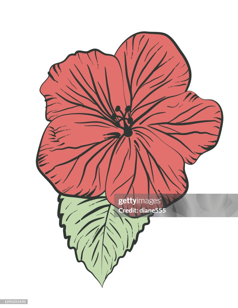 Hand Drawn Hibiscus Flower