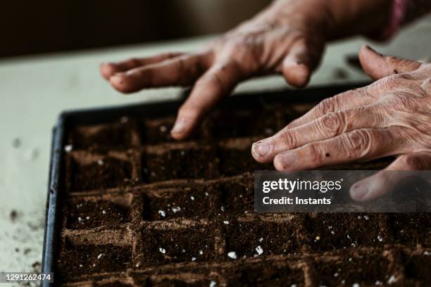 pendant le confinement continu du covid, une femme âgée semé des graines végétales dans des plateaux de semis. - sow photos et images de collection