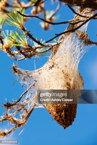 nests of the pine processionary caterpiller (thaumetopoea pityocampa) in pine trees in the sierra nevada mountains of southern spain. - djurtrikom bildbanksfoton och bilder