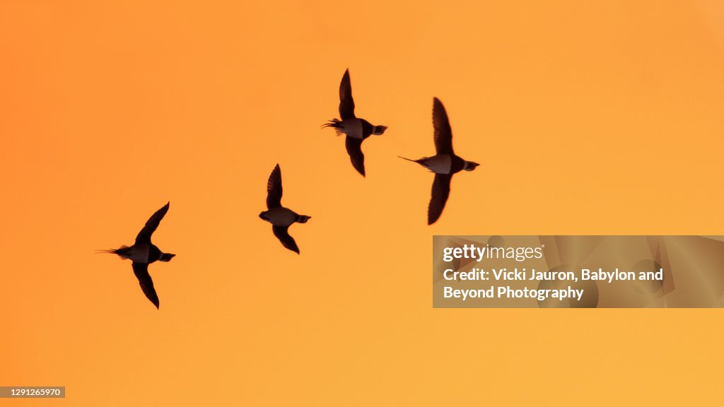Dramatic Silhouettes of Long Tailed Ducks in Flight Against Orange Sunrise Sky