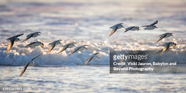 flock of sanderlings flying in the surf at island beach state park - correlimos tridáctilo fotografías e imágenes de stock