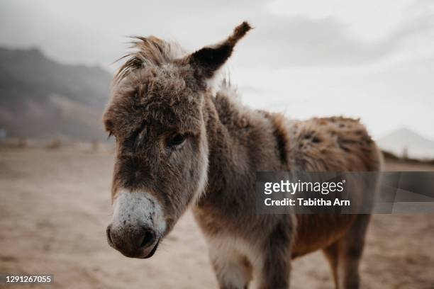 wilder esel am strand von fuerteventura portrait - donkey stock-fotos und bilder