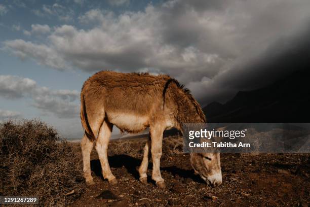 wilder esel am strand von fuerteventura - donkey stock-fotos und bilder