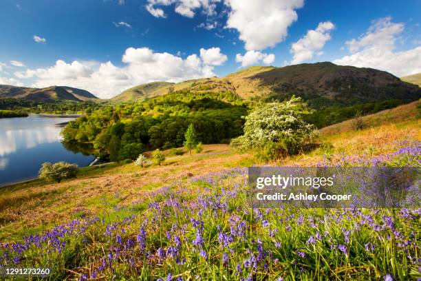 Spring Landscape Uk Lake District Spring Flowers Photos and Premium High Res Pictures ...