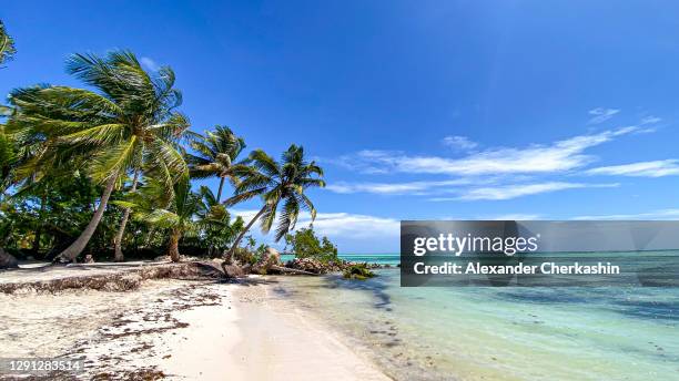 palm trees on an island facing into the ocean - santo domingo stock pictures, royalty-free photos & images