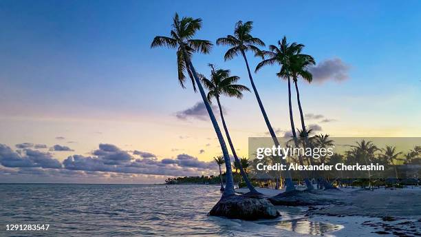 palms over water in sunset - punta cana stock pictures, royalty-free photos & images