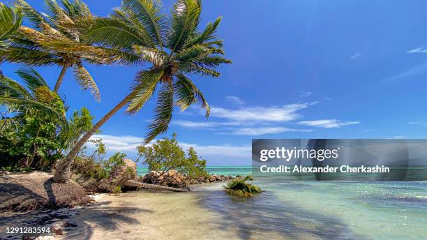 palm trees on a sandy beach of punta cana - punta cana stock pictures, royalty-free photos & images