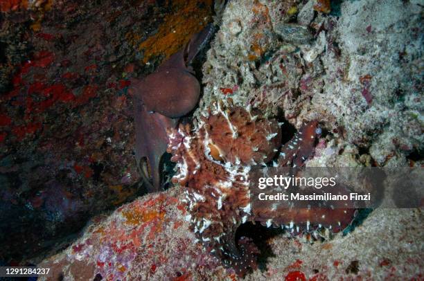 Octopus Reproduce 89 Mating Octopus Stock Photos, High-Res Pictures, and Images - Getty ...