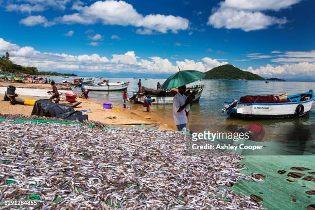fish drying racks drying a catch of small fish at cape maclear on the shores of lake malawi, malawi, africa. - see lake malawi stock-fotos und bilder