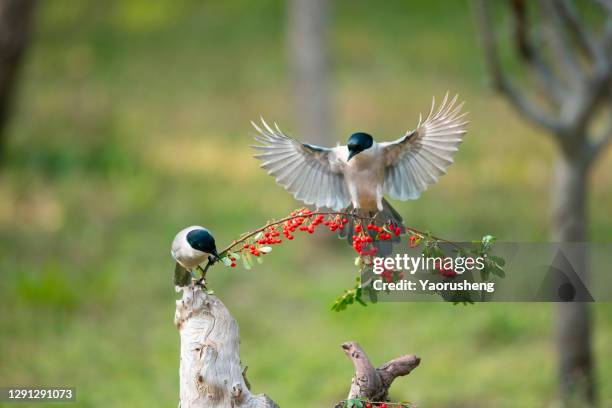 azure-winged magpie, (cyanopica cyanus) eating red fruit - ekster stockfoto's en -beelden