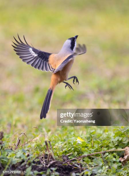 a long-tailed shrike or rufous-backed shrike bird (lanius schach) in flight - lanius schach stock pictures, royalty-free photos & images