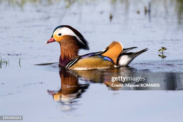 mandarin duck, de hoge veluwe national park, netherlands - veluwemeer stockfoto's en -beelden