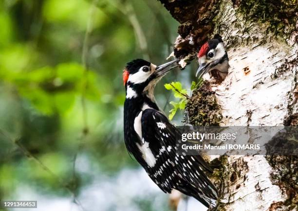 great spotted woodpecker, de hoge veluwe national park, netherlands - birds nest stock pictures, royalty-free photos & images