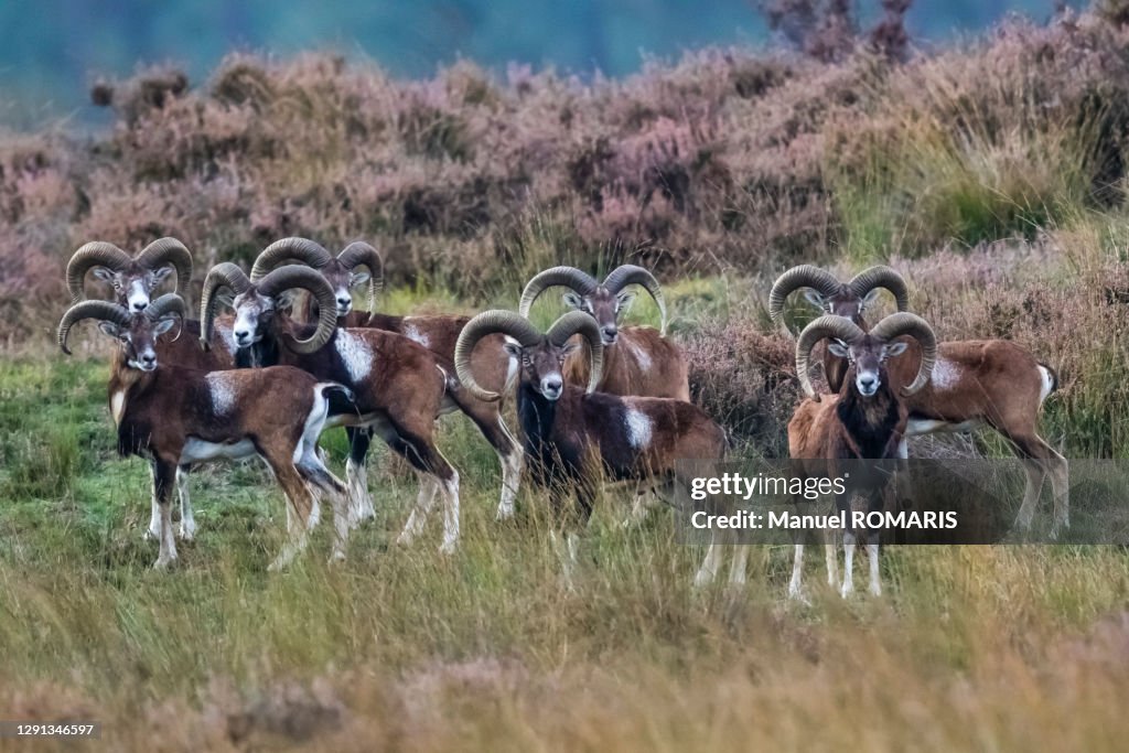 Mouflons, De Hoge Veluwe National Park, Netherlands