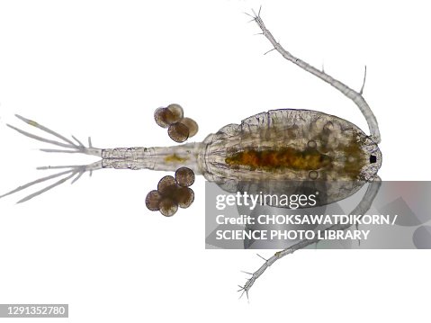 Copepod, light micrograph Copepod, light micrograph