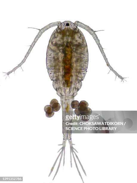 copepod, light micrograph - plankton stock pictures, royalty-free photos & images