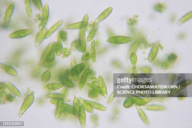 euglena flagellate protozoans, light micrograph - protozoo fotografías e imágenes de stock