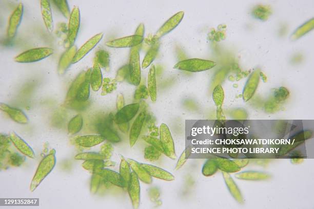 euglena flagellate protozoans, light micrograph - phytoplankton stock pictures, royalty-free photos & images