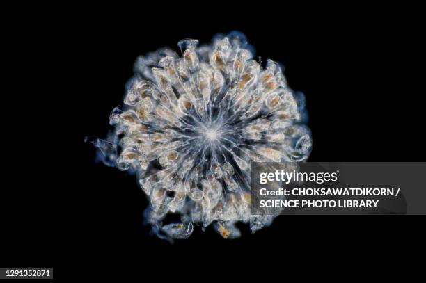 rotifer, light micrograph - plancton photos et images de collection