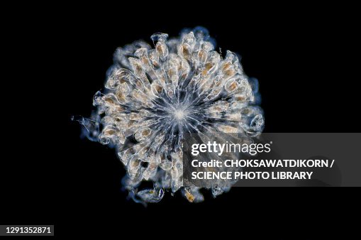 Rotifer, light micrograph Rotifer, light micrograph