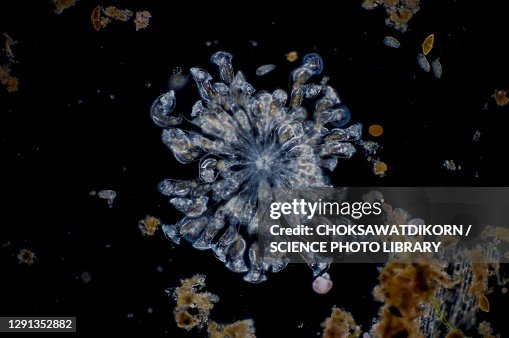 Rotifer, light micrograph Rotifer, light micrograph