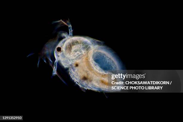 moina water flea, light micrograph - plankton stock pictures, royalty-free photos & images