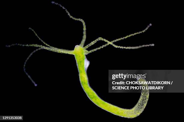 hydra, light micrograph - hydroid stockfoto's en -beelden