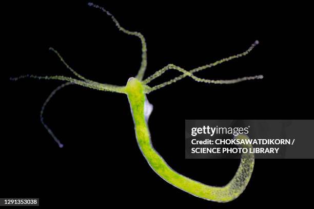 hydra, light micrograph - cnidarian - fotografias e filmes do acervo