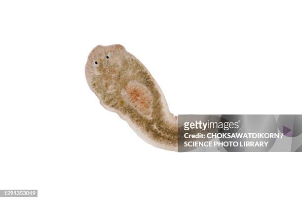 planaria flatworm, light micrograph - turbelaria fotografías e imágenes de stock