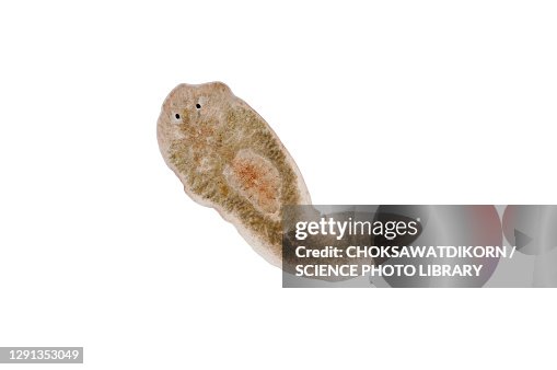 Planaria flatworm, light micrograph Planaria flatworm, light micrograph