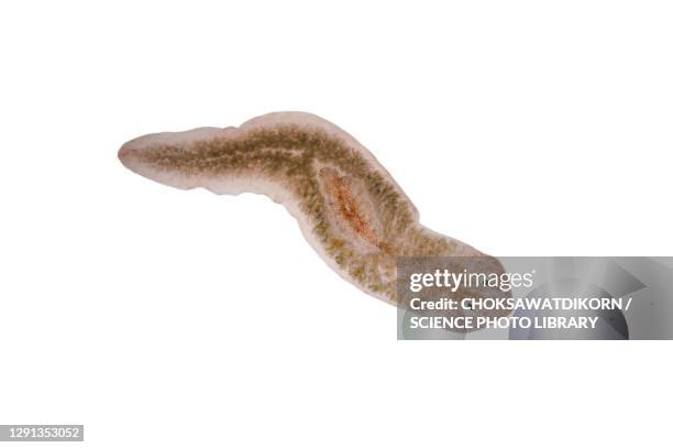 planaria flatworm, light micrograph - flatworm stock pictures, royalty-free photos & images