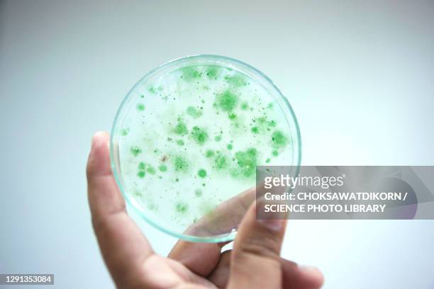 petri dish with cyanobacteria - algue bleue photos et images de collection