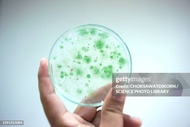 petri dish with cyanobacteria - oscillatoria tenuis stock pictures, royalty-free photos & images