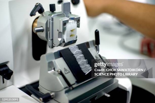 Microtomen 41 Microtome Stock Photos, High-Res Pictures, and Images - Getty Images