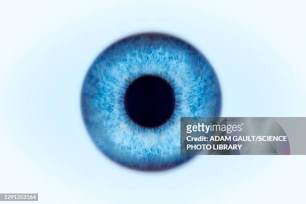 blue eye, illustration - 瞳点のイラスト素材／クリップアート素材／マンガ素材／アイコン素材