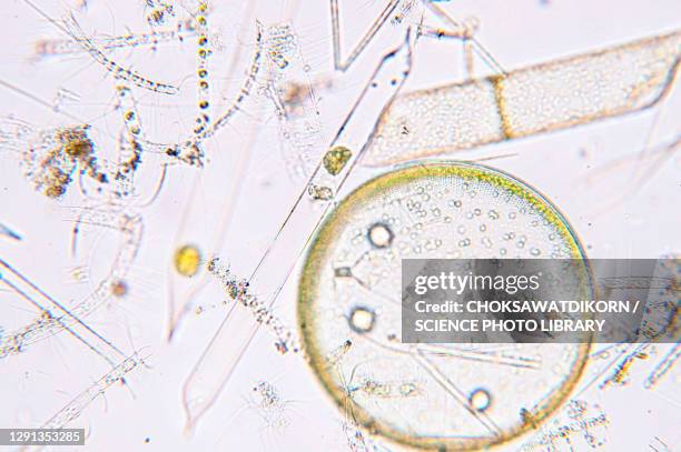 marine plankton, light micrograph - phytoplankton stock pictures, royalty-free photos & images