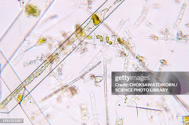 marine plankton, light micrograph - phytoplankton stock pictures, royalty-free photos & images